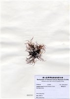 藏品(匍枝凝花菜)的圖片